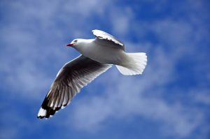 Red-Billed Gull in Flight